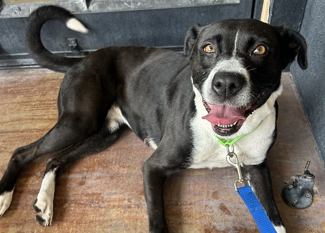 Shelter Stray Female Dog last seen , 4000 N Silverbell Rd, Tucson, AZ 85745, USA