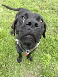 Shelter Stray Female Dog last seen Near BLOCK HIALEAH GARDENS BLVD, 3599 NW 79th Ave, Doral, FL 33122, USA