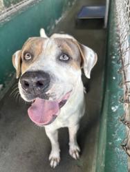 Shelter Stray Male Dog last seen Near BLOCK SW 209 AVE, 3599 NW 79th Ave, Doral, FL 33122, USA