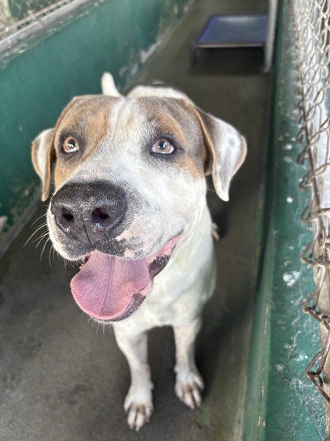 Shelter Stray Male Dog last seen Near BLOCK SW 209 AVE, 3599 NW 79th Ave, Doral, FL 33122, USA