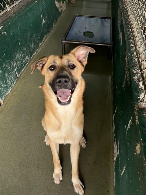Shelter Stray Female Dog last seen Near BLOCK W DIXIE HWY, 3599 NW 79th Ave, Doral, FL 33122, USA