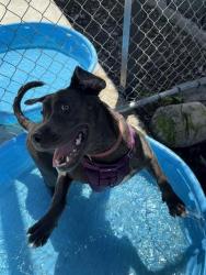 Shelter Stray Male Dog last seen LAS, 3599 NW 79th Ave, Doral, FL 33122, USA