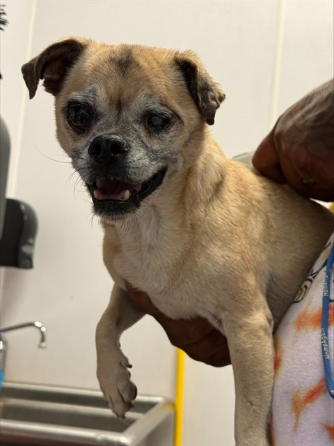 Shelter Stray Male Dog last seen , 4000 N Silverbell Rd, Tucson, AZ 85745, USA