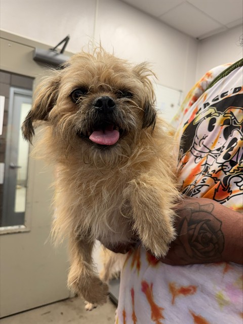 Shelter Stray Male Dog last seen , 4000 N Silverbell Rd, Tucson, AZ 85745, USA