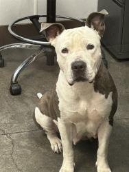 Shelter Stray Female Dog last seen , 4000 N Silverbell Rd, Tucson, AZ 85745, USA