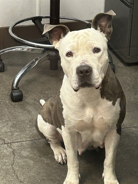 Shelter Stray Female Dog last seen , 4000 N Silverbell Rd, Tucson, AZ 85745, USA