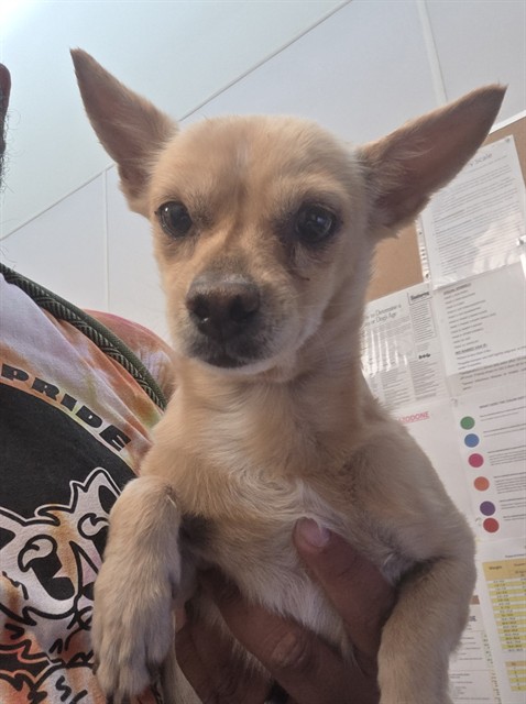 Shelter Stray Male Dog last seen , 4000 N Silverbell Rd, Tucson, AZ 85745, USA