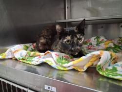 Shelter Stray Female Cat last seen Near BLOCK HIGHLAND AVE, 130 Beyer Way, Chula Vista, CA 91911, USA