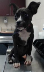 Shelter Stray Female Dog last seen Near BLOCK DESLAN ST, FAYETTEVILLE NC 28306, 4704 Corporation Dr, Fayetteville, NC 28306, USA