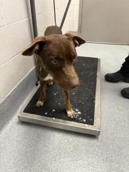 Shelter Stray Male Dog last seen Near, 5001 E Raymond St, Indianapolis, IN 46203, USA