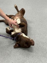 Shelter Stray Male Dog last seen Near, 5001 E Raymond St, Indianapolis, IN 46203, USA