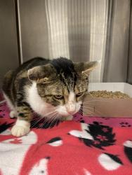 Shelter Stray Male Cat last seen Near, 5001 E Raymond St, Indianapolis, IN 46203, USA