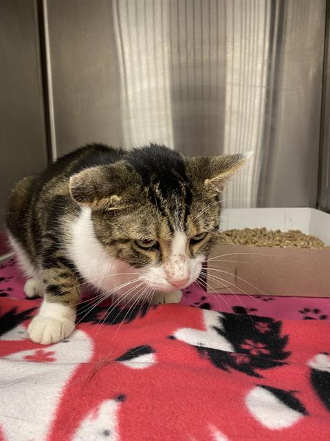 Shelter Stray Male Cat last seen Near, 5001 E Raymond St, Indianapolis, IN 46203, USA