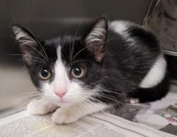 Shelter Stray Male Cat last seen , 1850 W 60th St, Los Angeles, CA 90047, USA