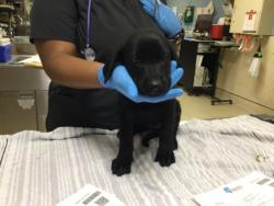 Shelter Stray Female Dog last seen Near BLOCK VAN BUREN BLVD, JURUPA VALLEY, CA, 6851 Van Buren Boulevard, Jurupa Valley, CA 92509, USA