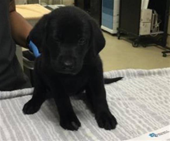 Shelter Stray Female Dog last seen Near BLOCK VAN BUREN BLVD, JURUPA VALLEY, CA, 6851 Van Buren Boulevard, Jurupa Valley, CA 92509, USA