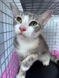 Shelter Stray Female Cat last seen , 232 Eslinger Way, Sanford, FL 32773, USA