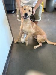 Shelter Stray Male Dog last seen , West Valley Animal Shelter, 20655 Plummer St, Chatsworth, CA 91311, USA