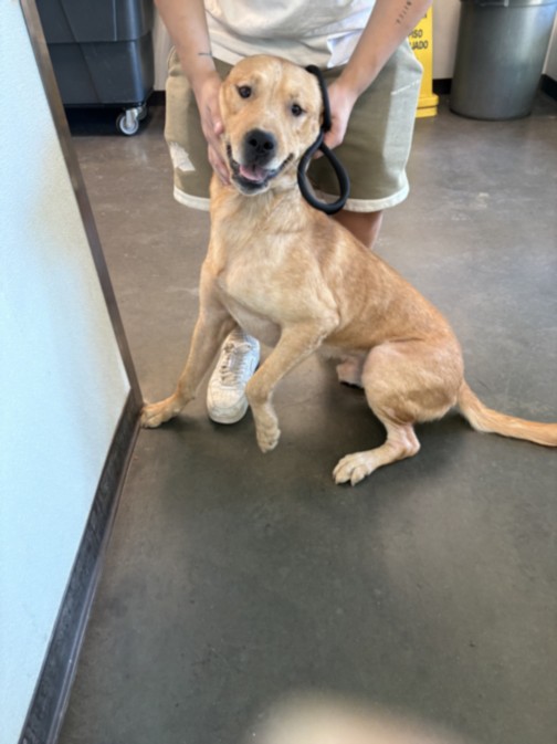 Shelter Stray Male Dog last seen , West Valley Animal Shelter, 20655 Plummer St, Chatsworth, CA 91311, USA