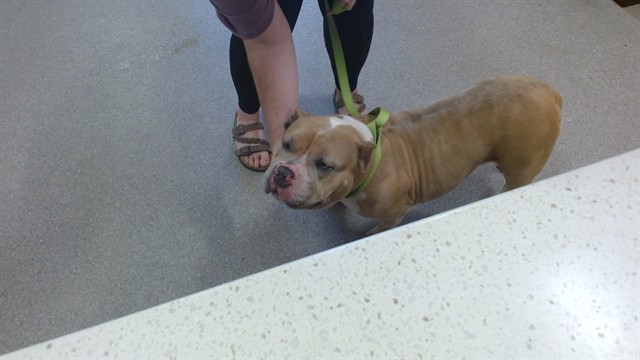 Shelter Stray Female Dog last seen Near BLOCK MURPHY LN, 3528 Newburg Rd, Louisville, KY 40218, USA