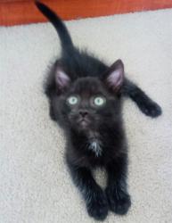 Shelter Stray Male Cat last seen SA CARLOS WAY & 8TH AVE, 2127 Front St, Sacramento, CA 95818, USA