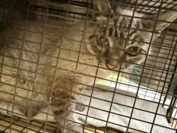 Shelter Stray Female Cat last seen DOROTHY JUNE WAY & WINTERS ST, 2127 Front St, Sacramento, CA 95818, USA