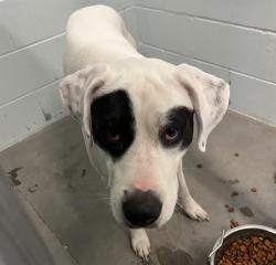 Shelter Stray Male Dog last seen FERN CIR LEESBURG, 12280 County Rd 448, Tavares, FL 32778, USA