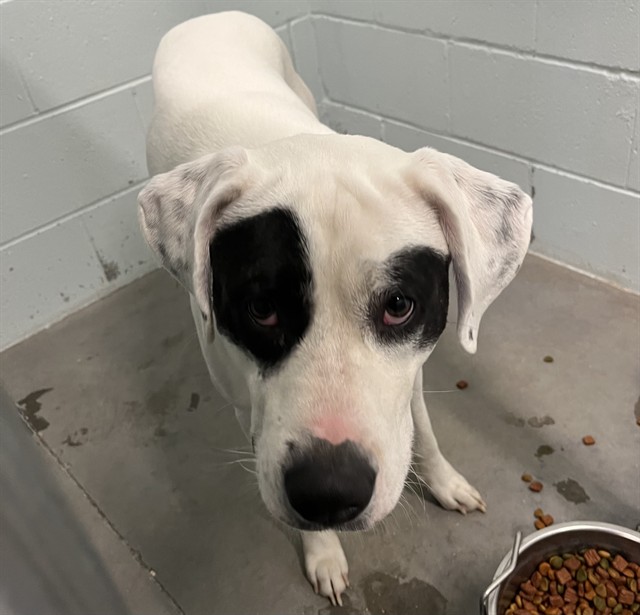 Shelter Stray Male Dog last seen FERN CIR LEESBURG, 12280 County Rd 448, Tavares, FL 32778, USA
