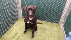 Shelter Stray Male Dog last seen , 11258 Garfield Ave, Downey, CA 90242, USA
