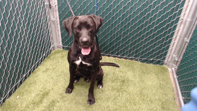 Shelter Stray Male Dog last seen , 11258 Garfield Ave, Downey, CA 90242, USA