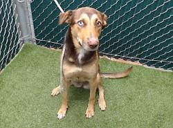 Shelter Stray Female Dog last seen , 11258 Garfield Ave, Downey, CA 90242, USA