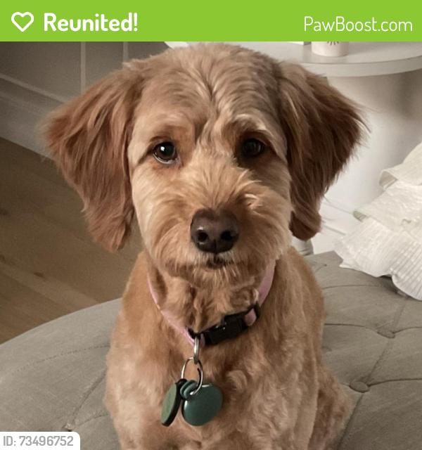Reunited Female Dog last seen Near W 1800 N Pleasant Grove, Pleasant Grove, UT 84062