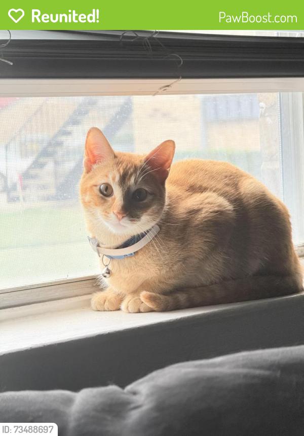 Reunited Male Cat last seen Audra Lane, Denton, TX 76209