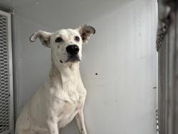 Shelter Stray Male Dog last seen Near BLOCK D ST, TAFT CA 93268, 3951 Fruitvale Ave, Bakersfield, CA 93308, USA