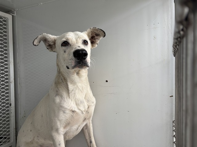 Shelter Stray Male Dog last seen Near BLOCK D ST, TAFT CA 93268, 3951 Fruitvale Ave, Bakersfield, CA 93308, USA