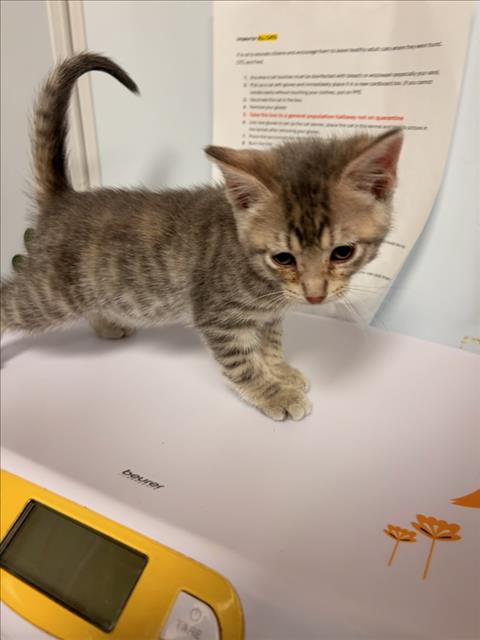 Shelter Stray Male Cat last seen Near BLOCK S FOUNTAIN AVE, WICHITA KS 67218, 3303 N Hillside St, Wichita, KS 67219, USA