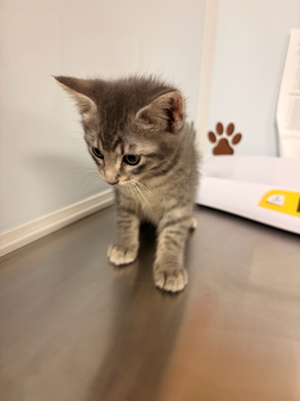Shelter Stray Female Cat last seen Near BLOCK S FOUNTAIN AVE, WICHITA KS 67218, 3303 N Hillside St, Wichita, KS 67219, USA