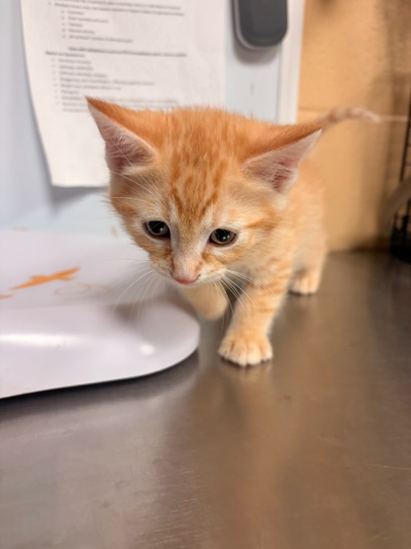 Shelter Stray Male Cat last seen Near BLOCK S FOUNTAIN AVE, WICHITA KS 67218, 3303 N Hillside St, Wichita, KS 67219, USA