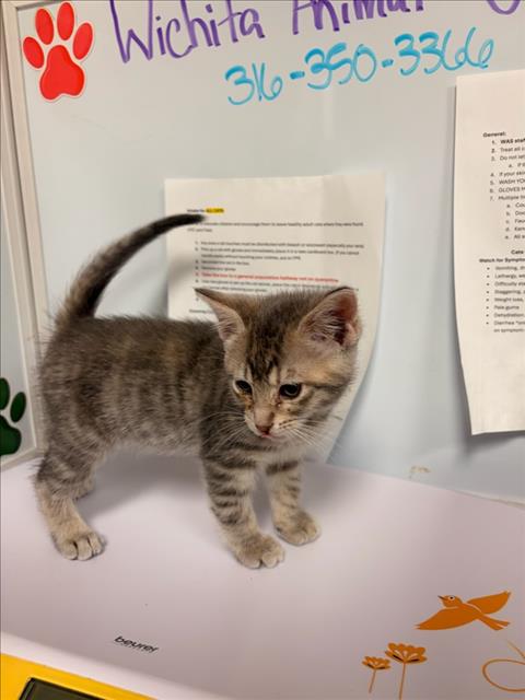 Shelter Stray Male Cat last seen Near BLOCK S FOUNTAIN AVE, WICHITA KS 67218, 3303 N Hillside St, Wichita, KS 67219, USA