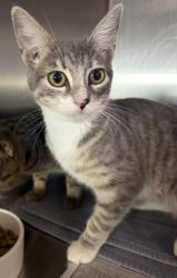 Shelter Stray Female Cat last seen , 11361 W Pico Blvd, Los Angeles, CA 90064, USA