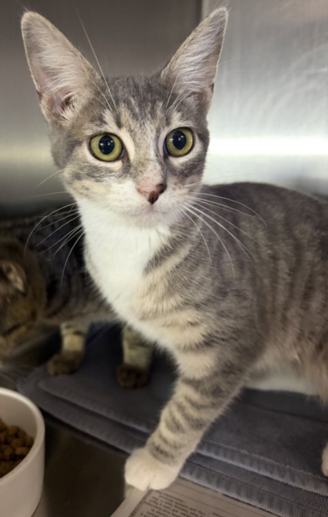 Shelter Stray Female Cat last seen , 11361 W Pico Blvd, Los Angeles, CA 90064, USA