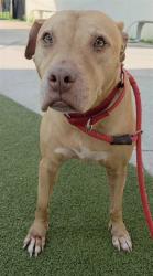 Shelter Stray Female Dog last seen Near BLOCK NW 15 ST, POMPANO BEACH FL 33069, 2400 SW 42nd St, Fort Lauderdale, FL 33312, USA