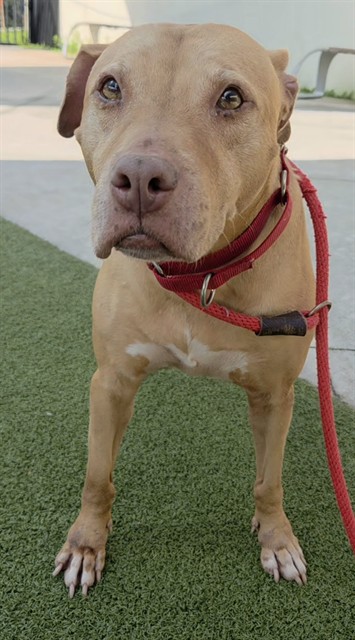 Shelter Stray Female Dog last seen Near BLOCK NW 15 ST, POMPANO BEACH FL 33069, 2400 SW 42nd St, Fort Lauderdale, FL 33312, USA