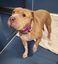 Shelter Stray Female Dog last seen Near BLOCK SEYBURN ST, DETROIT, MI 48214, 1431 E Ferry St, Detroit, MI 48211, USA