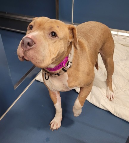 Shelter Stray Female Dog last seen Near BLOCK SEYBURN ST, DETROIT, MI 48214, 1431 E Ferry St, Detroit, MI 48211, USA