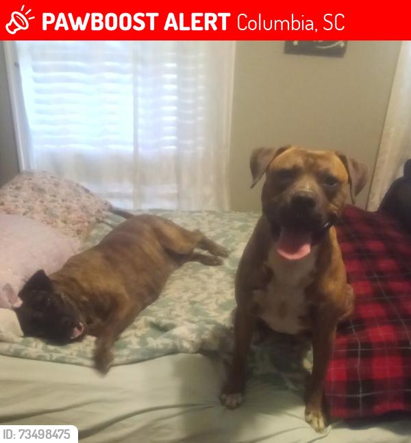 Lost Male Dog last seen Nevada and granby, Columbia, SC 29201