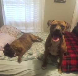 Lost Male Dog last seen Nevada and granby, Columbia, SC 29201