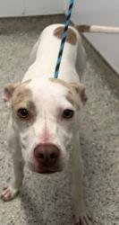 Shelter Stray Male Dog last seen Near BLOCK LITTLEFIELD ST, DETROIT MI 48235, 1431 E Ferry St, Detroit, MI 48211, USA