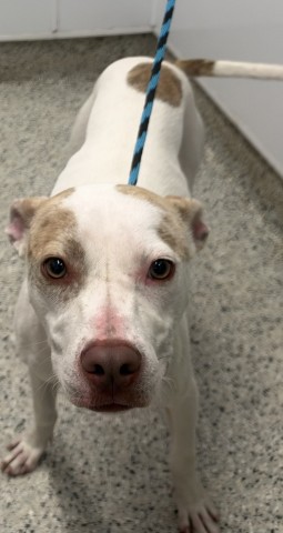 Shelter Stray Male Dog last seen Near BLOCK LITTLEFIELD ST, DETROIT MI 48235, 1431 E Ferry St, Detroit, MI 48211, USA
