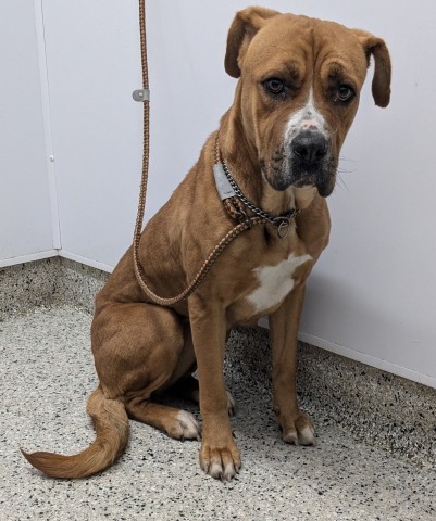 Shelter Stray Female Dog last seen Near BLOCK W GRAND BLVD, DETROIT MI 48208, 1431 E Ferry St, Detroit, MI 48211, USA